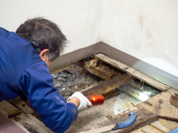 Best Health and Safety Mold Remediation in Palmetto Bay, FL
