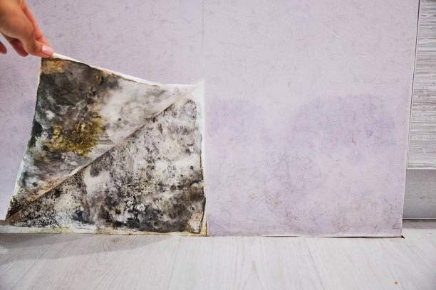 Best Attic Mold Remediation in Palmetto Bay, FL